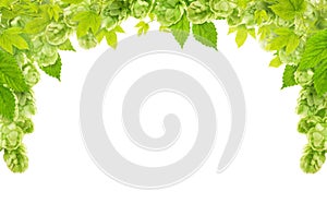 Green hop cone, leaves and stem as a frame at the top isolated on white background