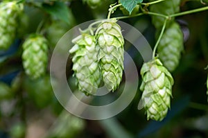 Green hop cones for beer and bread production, closeup. Detail hop cones in the hop field. Agricultural background