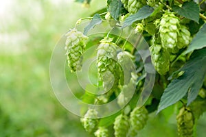 Green hop cones for beer and bread production, closeup. Detail hop cones in the hop field. Agricultural background
