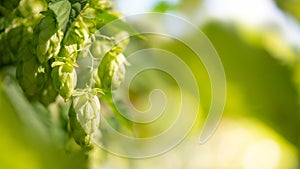 Green Hop Cones Closeup on Blurred Background