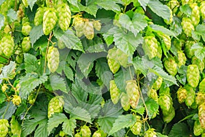 Green hop cones on hops plant farm field for brewing beer