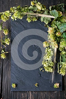 Green hop and ears of barley