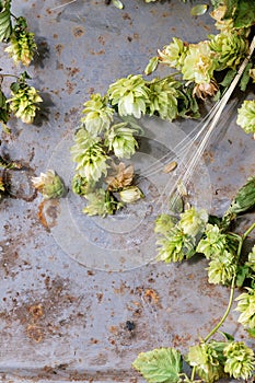 Green hop and ears of barley