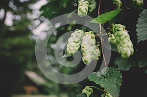 Green hop growing plan used for beer