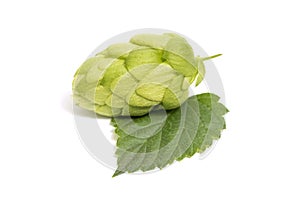 Green hop isolated on white background. Fresh green hop isolated closeup with leaf on white background