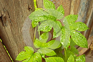 Green hop leaves, wet from the rain, curl up the wooden fence. Wet leaves. Water on hop lengths. Green leaves after rain