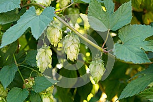 Green hop plant cones with green leaves, close up. Bitter ingredient for preparing beer or bread