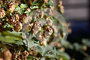 Green hops branch autumn closeup. Green hops beer ingredient. Agriculture Cannabaceae, Humulus lupulus, Hops, Bine, Hop