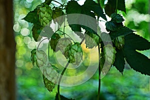 Green hops buds and leaves on a branch of a plant