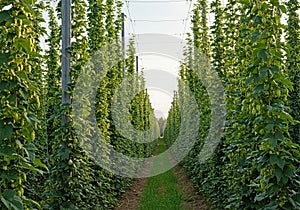 Green hops on the bush. Industrial hop growing