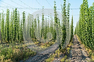 Green hops field