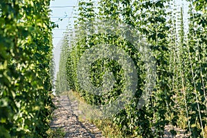 Green hops field