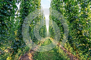 Green hops field. Fully grown hop bines. Hops field in Bavaria Germany. Hops are main ingredients in Beer production