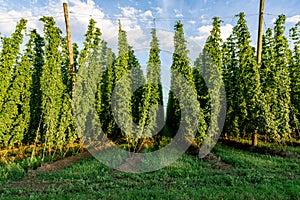 Green hops field. Fully grown hop bines. Hops field in Bavaria Germany. Hops are main ingredients in Beer production