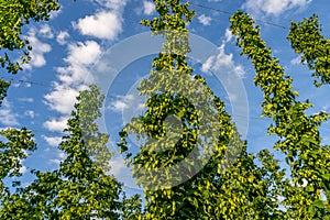 Green hops field. Fully grown hop bines. Hops field in Bavaria Germany. Hops are main ingredients in Beer production