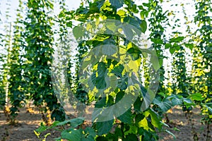 Green hops field. Fully grown hop bines. Hops field in Bavaria Germany. Hops are main ingredients in Beer production