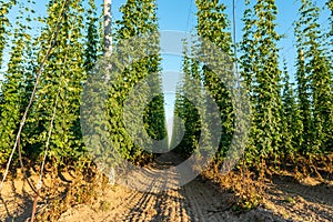 Green hops field. Fully grown hop bines. Hops field in Bavaria Germany. Hops are main ingredients in Beer production