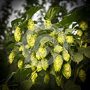 Green hops field. Fully grown hop bines. Hops field in Bavaria Germany. Hops are main ingredients in Beer production