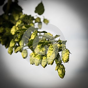 Green hops field. Fully grown hop bines. Hops field in Bavaria Germany. Hops are main ingredients in Beer production