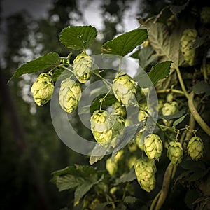 Green hops field. Fully grown hop bines. Hops field in Bavaria Germany. Hops are main ingredients in Beer production