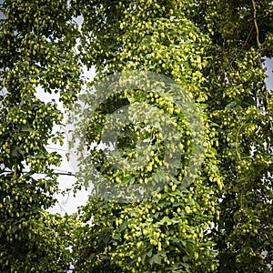 Green hops field. Fully grown hop bines. Hops field in Bavaria Germany. Hops are main ingredients in Beer production