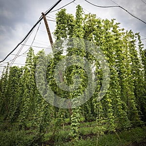 Green hops field. Fully grown hop bines. Hops field in Bavaria Germany. Hops are main ingredients in Beer production