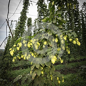 Green hops field. Fully grown hop bines. Hops field in Bavaria Germany. Hops are main ingredients in Beer production