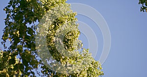 Green hops field Fully grown hop bines Hops field in Bavaria Poland