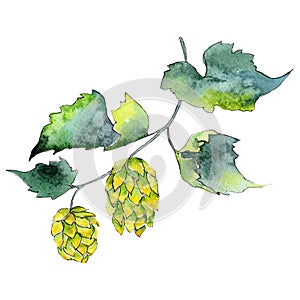 Green hops. Green leaf. Plant botanical foliage. Watercolor background illustration set. Isolated hops element.