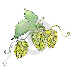 Green hops. Green leaf. Plant botanical foliage. Watercolor background illustration set. Isolated hops element.