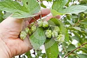 Green hops in hand