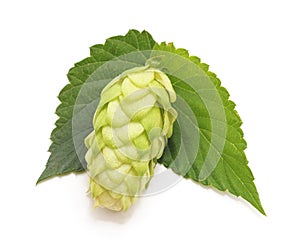 Green hops with leaves.