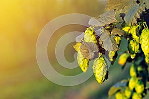 Green hops, lit by warm sun light