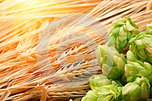 Green hops, malt, ears of barley and wheat grain