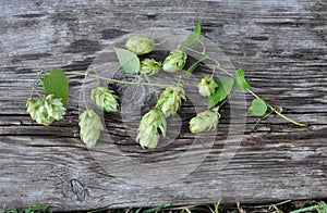 Green Hops and Old Board