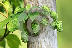 Green hops is used as an ingredient of beer