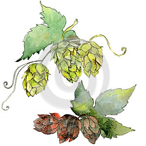 Green hops. Watercolor background illustration set. Isolated humulus illustration element.