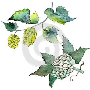 Green hops. Watercolor background illustration set. Isolated humulus illustration element.