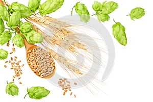 Green hops with wooden spoon, wheat and wheat spikes isolated on a white background. top view