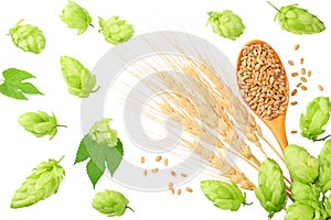 Green hops with wooden spoon, wheat and wheat spikes isolated on a white background. top view