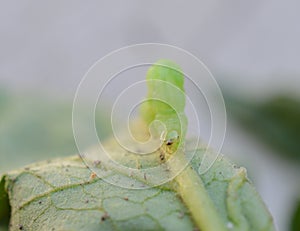 A green horn worm on a tomato plant leaf