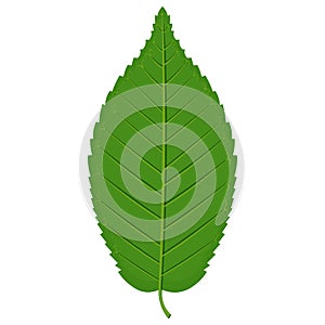 Green Hornbeam leaf vector illustration isolated on white background