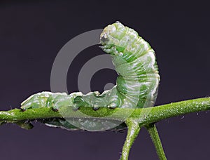 Green horned caterpillar