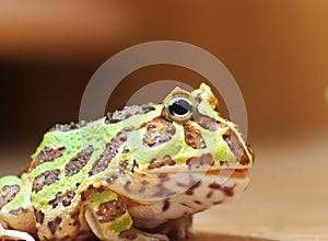 Green horned frog