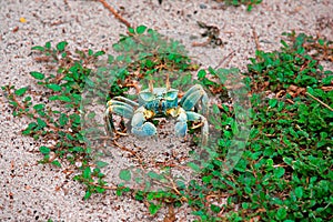 Green horned ghost crab on the beach, Aride Island, Seychelles photo