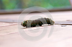 Green horned hairy caterpillar