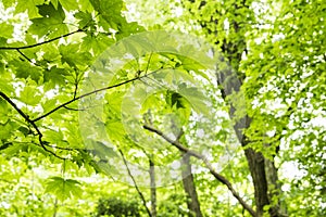 Green horned maple leaves