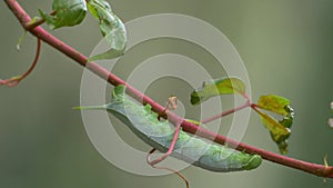 Green Hornworm Caterpillar Hanging from Vine Blowing in the Breeze, 4K