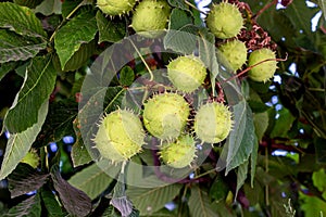 Green Horse Chestnut (Aesculus Hippocastanum) conkers with leaves on a tree in summer.