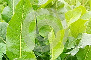 Green horseradish leaves Armoracia rusticana